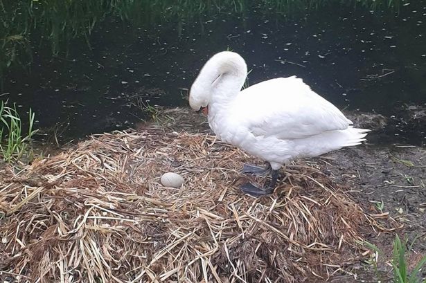 Swan whose nest was smashed up by vandals with bricks 'dies from a ...
