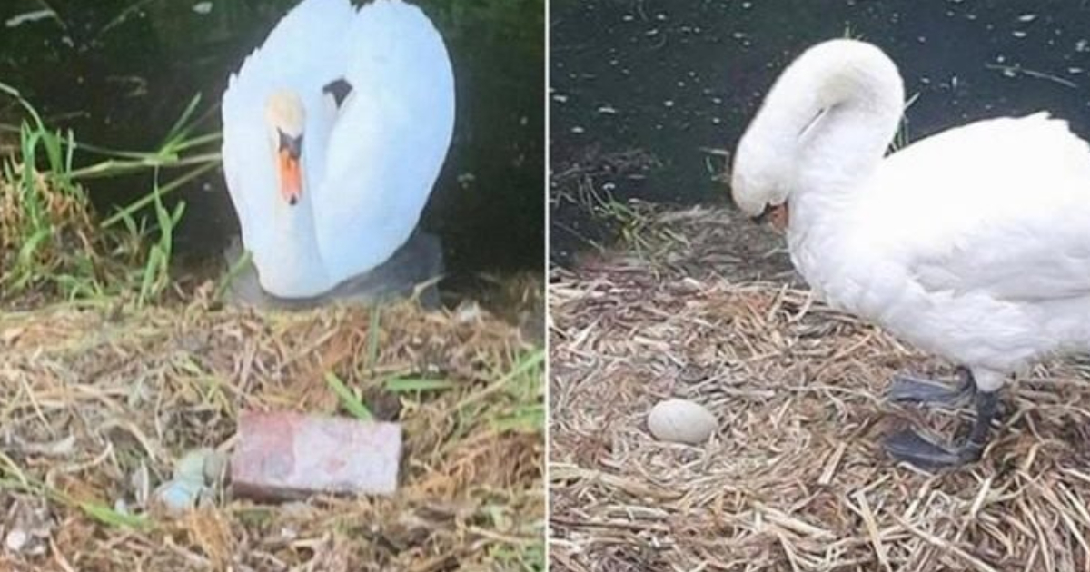 Swan 'Dies Of A Broken Heart' After Teens Smashed Her Unhatched ...